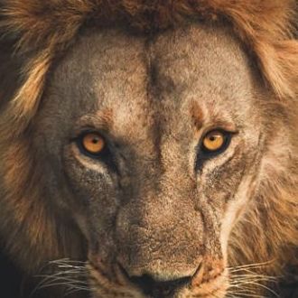 Profil fotoğrafları